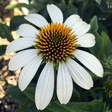 White daisy-like flower with a spiky, cone-shaped yellow and green center, surrounded by green leaves in the background.