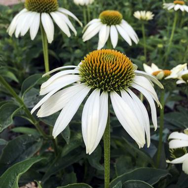 Close-up of a white coneflower with a yellow-green spiky center, surrounded by green leaves and other similar flowers in the background.