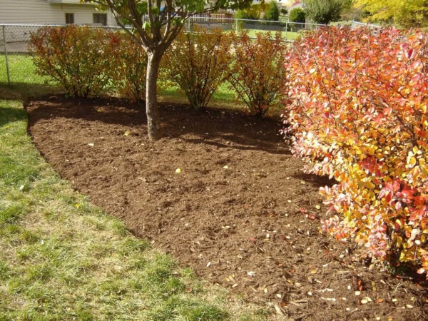 Mulched garden bed with a tree and rows of bushes, some with green and some with red-orange leaves, bordered by grass and a chain-link fence in a suburban backyard.
