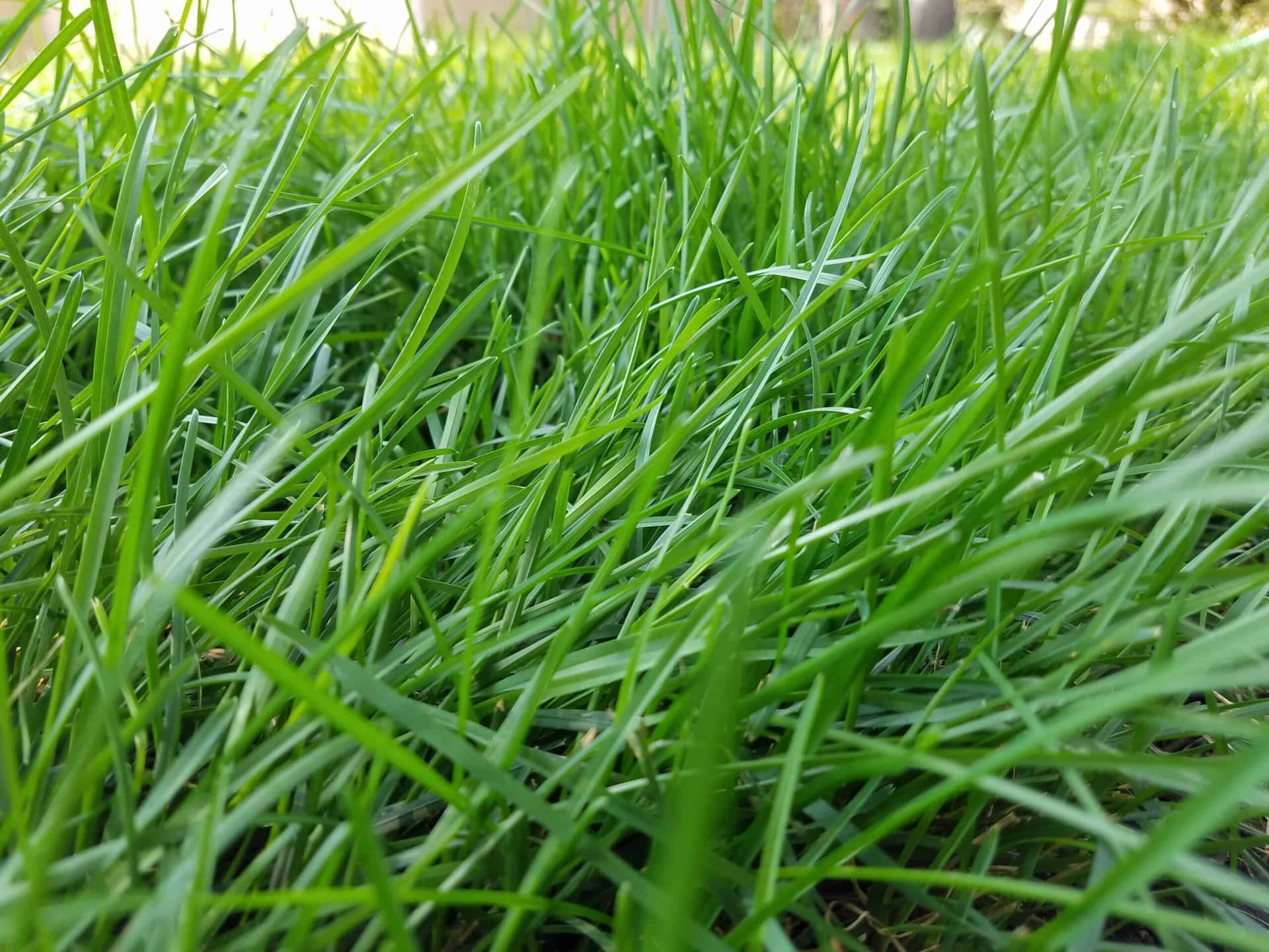 Close-up of vibrant green grass blades growing densely outdoors, with a blurred background suggesting a natural, sunny setting.