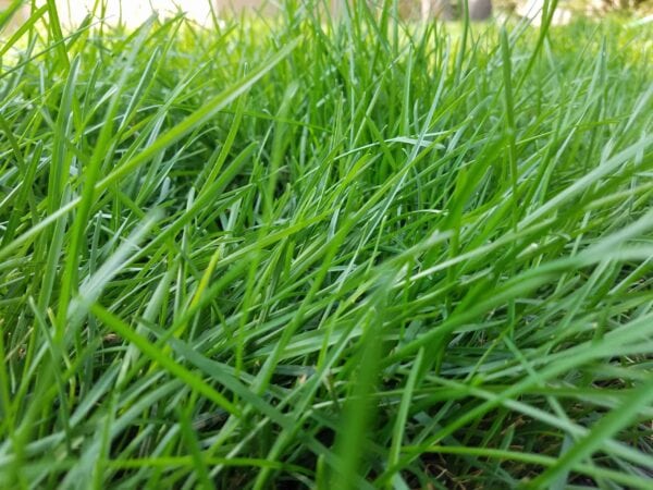 Close-up view of vibrant green grass blades taken from a low angle, showing dense and fresh growth outdoors on a sunny day.