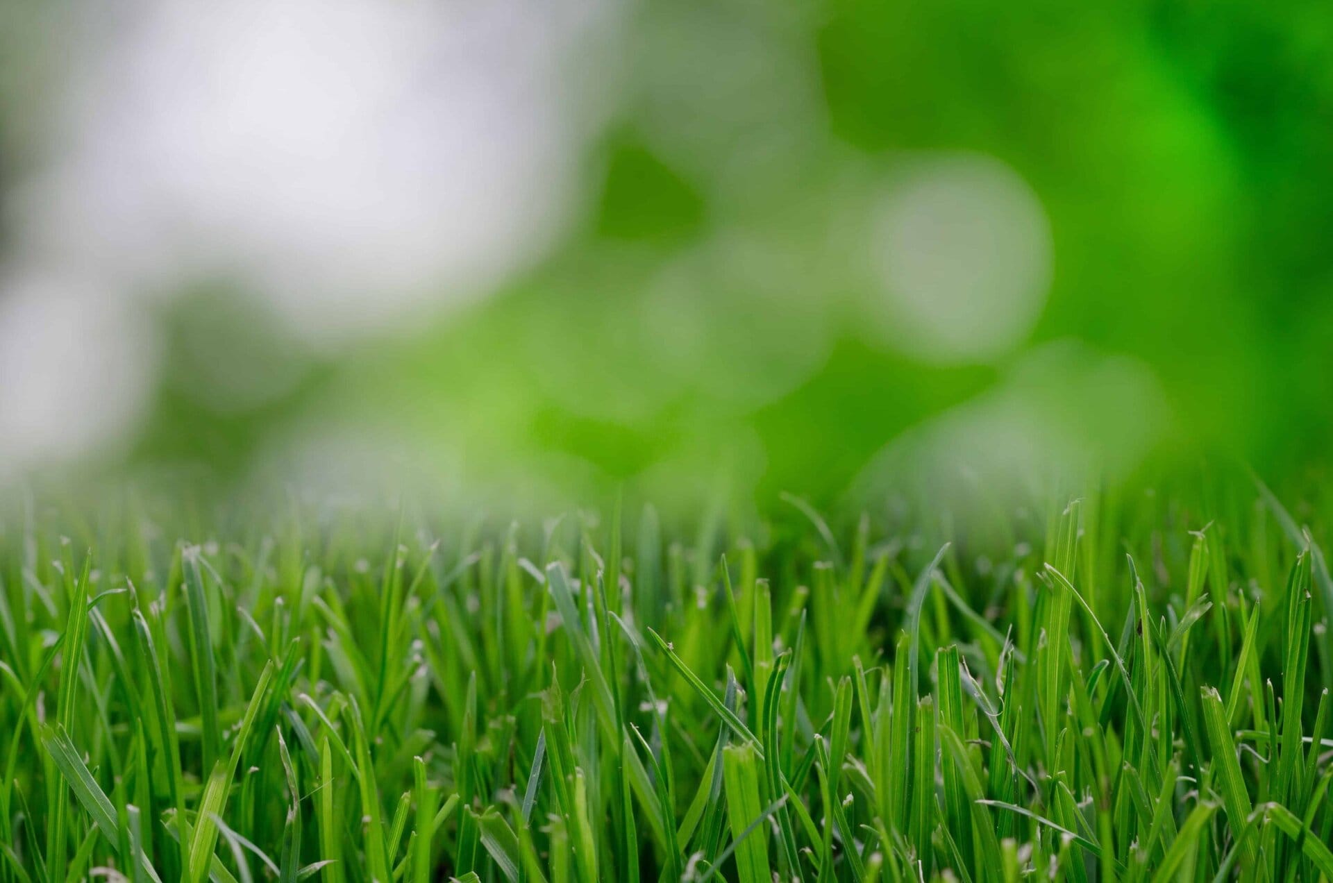 Close-up of green grass blades with a blurred green and white background, creating a fresh, natural, and vibrant outdoor scene.