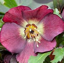 A close-up of a single maroon hellebore flower with creamy yellow center and visible stamens, surrounded by green foliage.