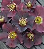 Deep purple hellebore flowers with light yellow centers, arranged on a wooden surface.