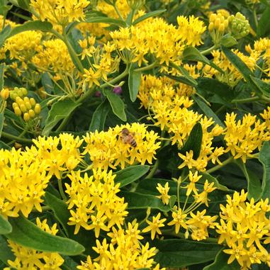 A bee collects nectar from bright yellow flowers clustered among green leaves on a sunny day.