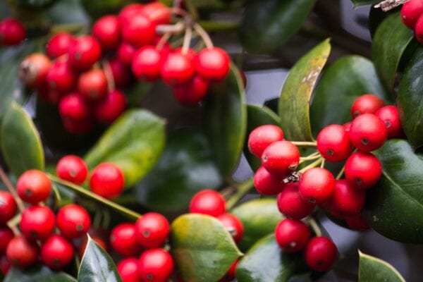 Clusters of bright red berries grow on a plant with thick, glossy green leaves. The berries are round and smooth, standing out vividly against the foliage.