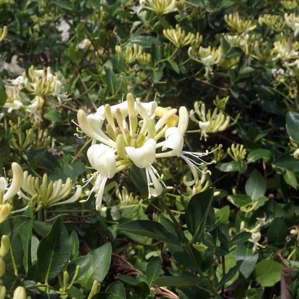 A cluster of white and pale yellow honeysuckle flowers blooms among dense green leaves on a lush shrub.