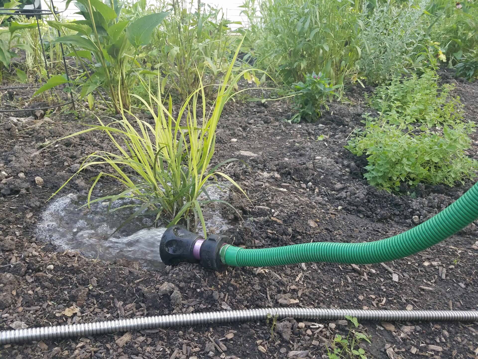 A green hose is watering a garden, soaking the soil around a cluster of plants and creating a small pool of water. Other plants are visible in the background.