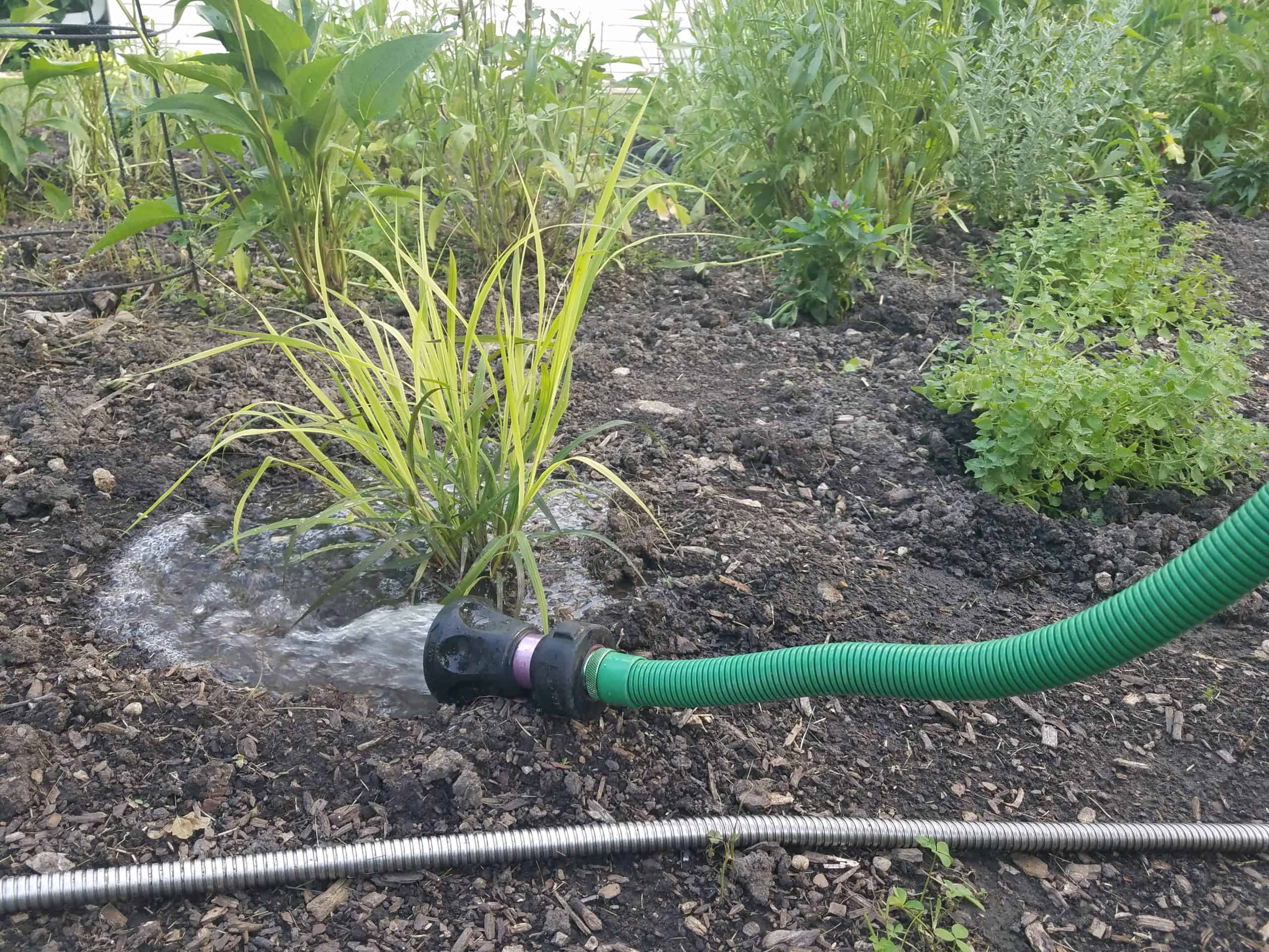 A green hose with a black nozzle is watering a garden bed with soil and green plants, creating a small pool of water around the base of one plant.