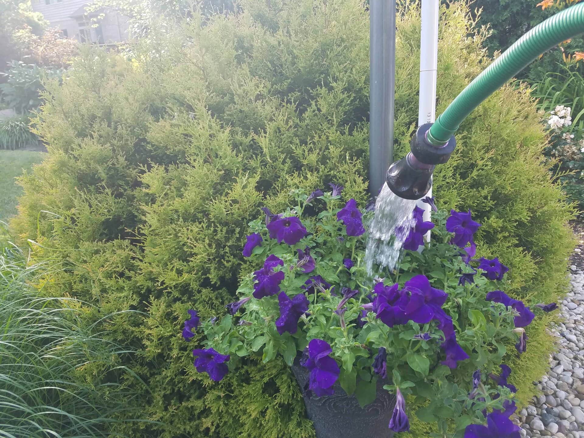 A green garden hose waters purple flowers in a pot, set in front of dense green bushes on a sunny day.