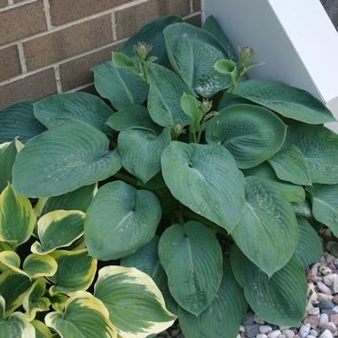 Large green hosta plant with broad leaves growing in a garden bed next to a brick wall and white structure, surrounded by rocks and another hosta with green and yellow-edged leaves.