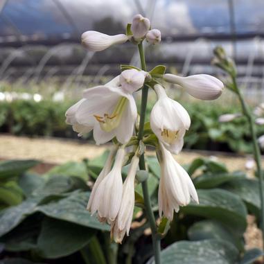 A close-up of white hosta flowers blooming on a tall stem, with green leaves and a greenhouse structure blurred in the background.