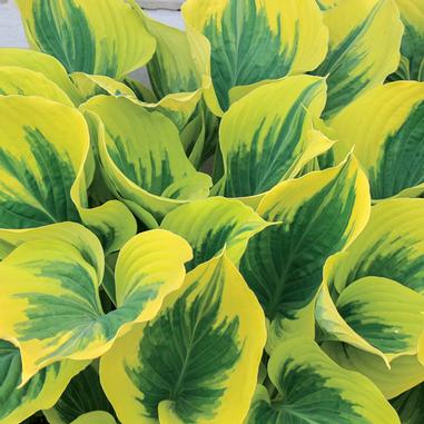 Bright green and yellow hosta leaves with pointed tips overlap closely, creating a dense, vibrant pattern. The leaves have dark green centers and yellow edges, adding striking contrast.