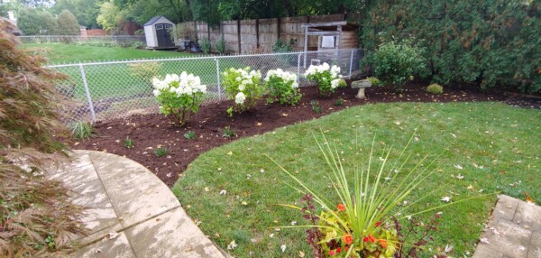 A backyard garden with white flowering bushes, a birdbath, a grassy lawn, a potted plant in the foreground, and a chain-link fence with a shed and wooden structure in the background.