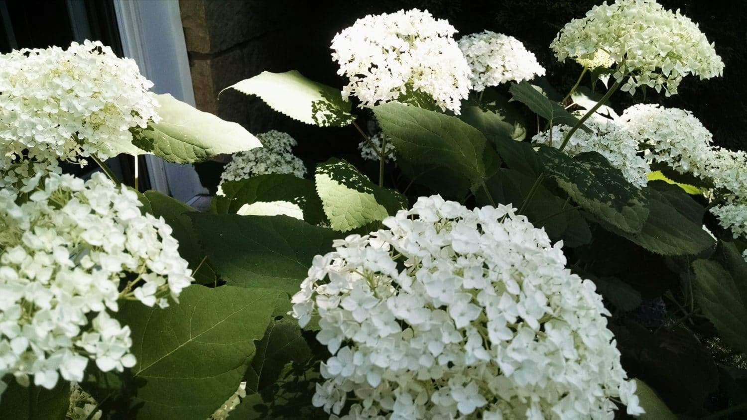 White hydrangea flowers in full bloom with large green leaves, bathed in sunlight near a window and stone wall. Some flowers are in shadow, creating a contrast with the brightly lit blooms.