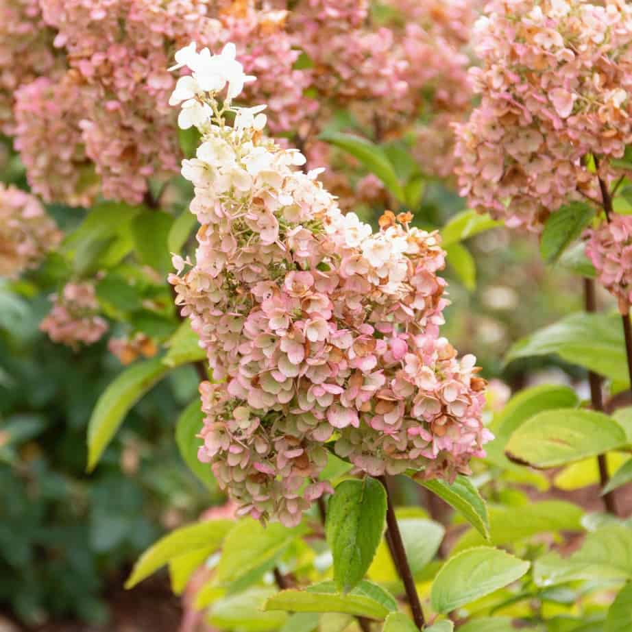A close-up of a pink and white hydrangea flower cluster with green leaves and more hydrangea blooms blurred in the background.