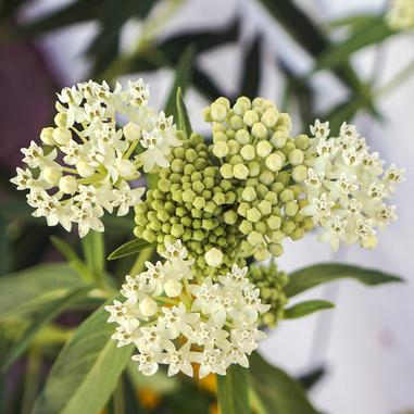 Close-up of a cluster of small, white flowers with green buds and elongated leaves in the background. The flowers have star-shaped petals and are grouped densely together.