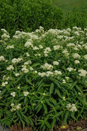 A cluster of green plants with narrow leaves and small white flower clusters blooming, set outdoors with grass and other greenery in the background.