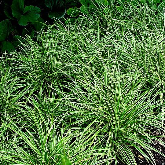 Dense cluster of green and white variegated grass-like plants growing close together in a garden bed, with some dark green leaves visible in the background.