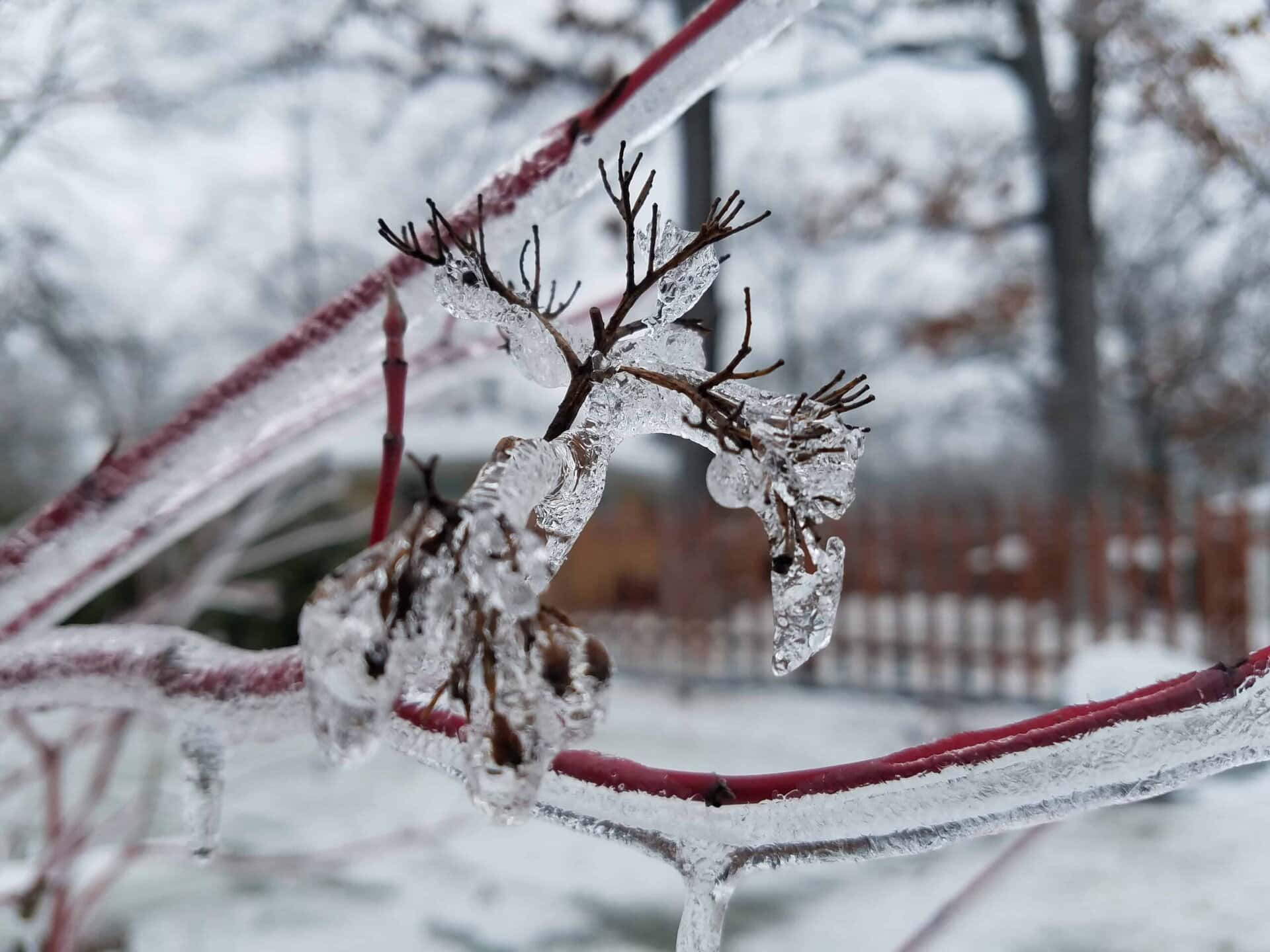 A close-up of a tree branch covered in clear ice, with frozen seed pods encased in the ice. A blurred wooden fence and trees are visible in the snowy background.