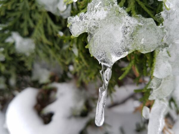 A close-up of a melting icicle hanging from a snow-covered evergreen branch, with green needles and blurred snow in the background.