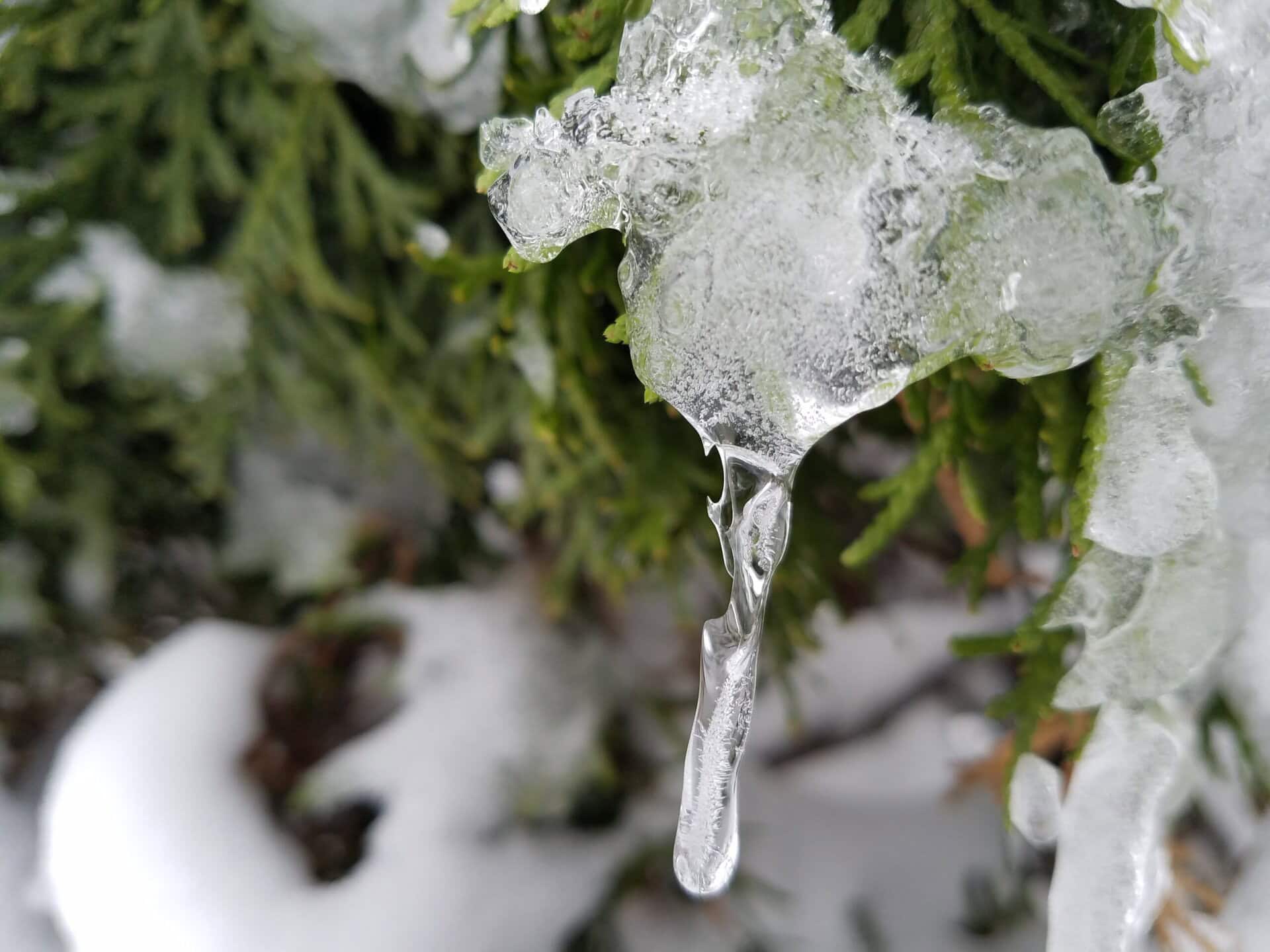 A close-up of a melting icicle hanging from a snow-covered evergreen branch, with green needles and blurred snow in the background.