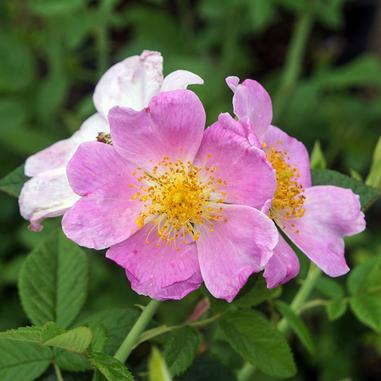 Two pink wild rose flowers with yellow centers bloom among green leaves, with one flower slightly faded in the background.