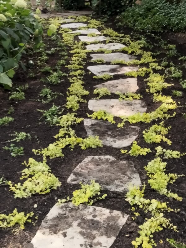 Stepping stones form a winding path through dark soil, bordered by small green plants on either side. The path curves gently, creating a natural look in a garden setting.