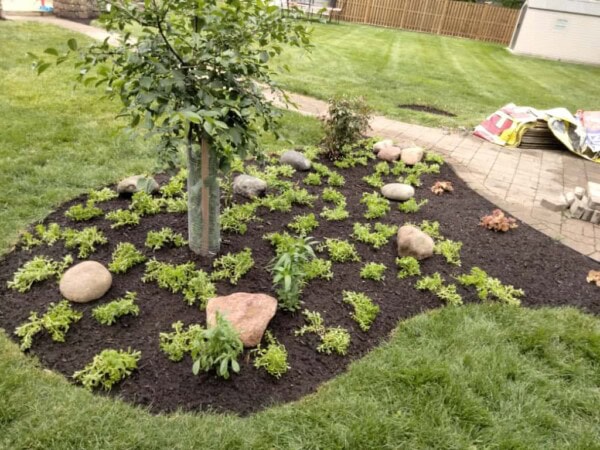 Small garden bed with young green plants, a few large rocks, and a tree in the center, surrounded by fresh dark mulch and green grass. A paved path and some stacked materials are visible in the background.