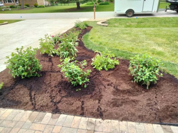 A garden bed with several green shrubs planted in dark mulch, bordered by a stone walkway and a grassy lawn, in a residential yard.