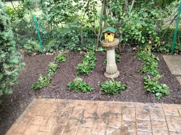 A small garden bed with green plants arranged in rows, brown mulch covering the ground, and a birdhouse on a pedestal in the center. A brick patio and green fence are visible in the background.