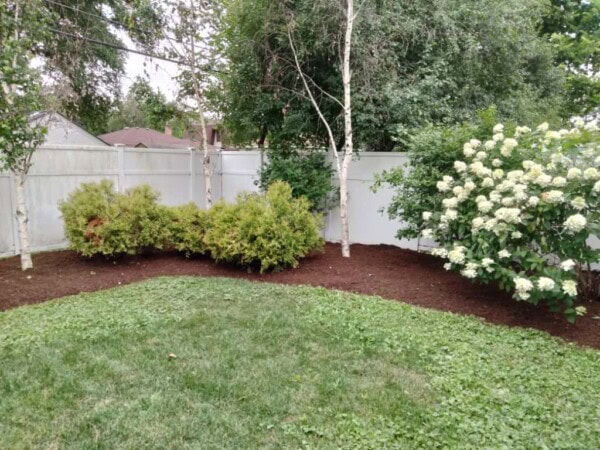 A backyard garden with green grass, mulched flower beds, leafy trees, bushes, and blooming white flowers near a white fence.