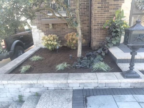 A small raised garden bed with a tree, leafy plants, fresh mulch, a brick wall in the background, and a paved stone border and steps in the foreground.