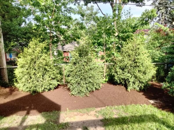 Three dense evergreen bushes are planted in a row with fresh brown mulch around their bases, set against a background of taller trees and residential houses on a sunny day.