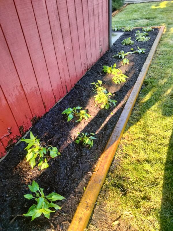 Young green plants are growing in a mulched garden bed alongside a red wooden fence, bordered by a wooden plank, with grass on the right side. Sunlight creates shadows on the soil and fence.