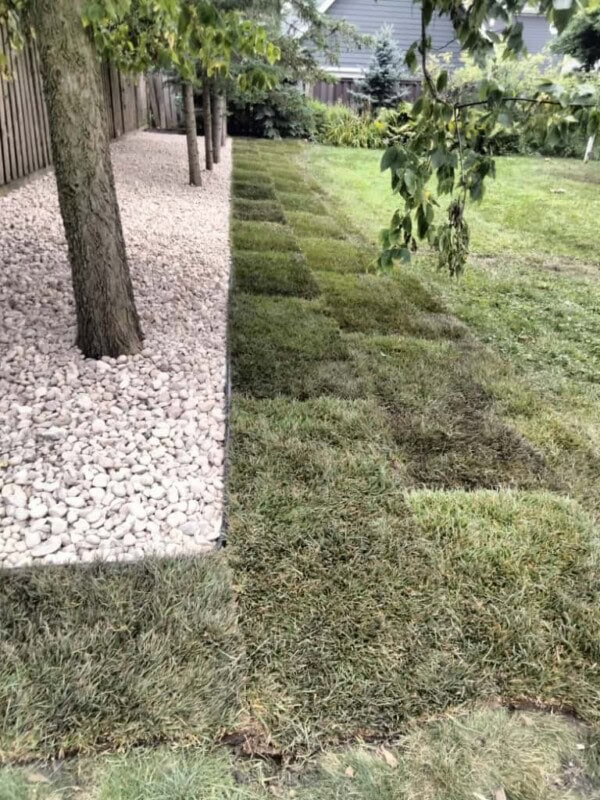 A backyard with new sod patches laid in a grid beside trees surrounded by white stones, separated by a lawn border.