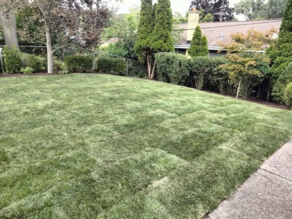 A backyard with freshly laid sod, showing visible square patches of new grass. Trees, bushes, and a chain link fence line the background near a house.