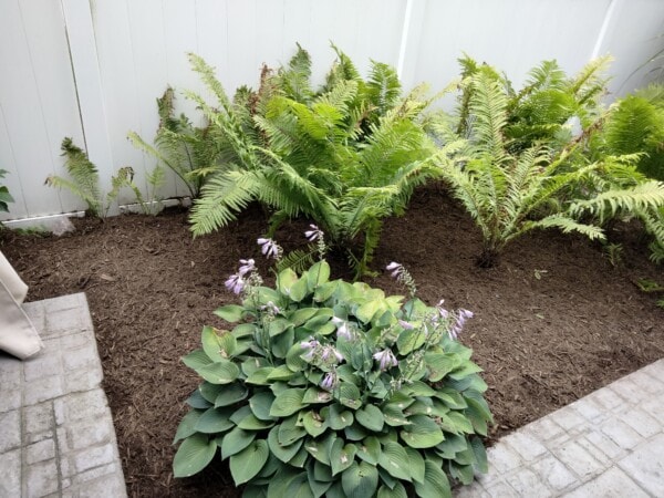 A garden with green ferns along a white fence and a hosta plant with purple flowers in front, bordered by a paved walkway.