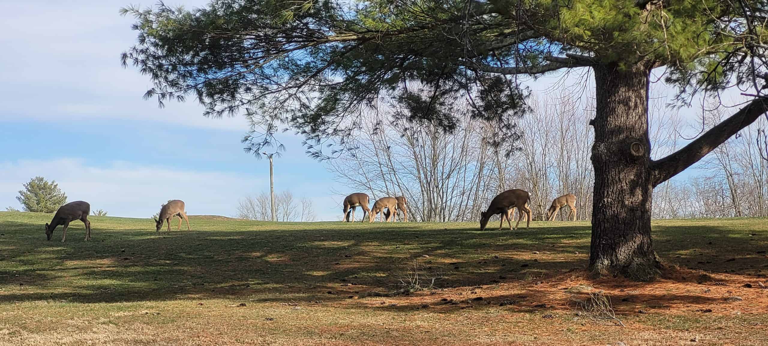 Six deer graze on a grassy hill under a large pine tree, with bare trees and a partly cloudy sky in the background.