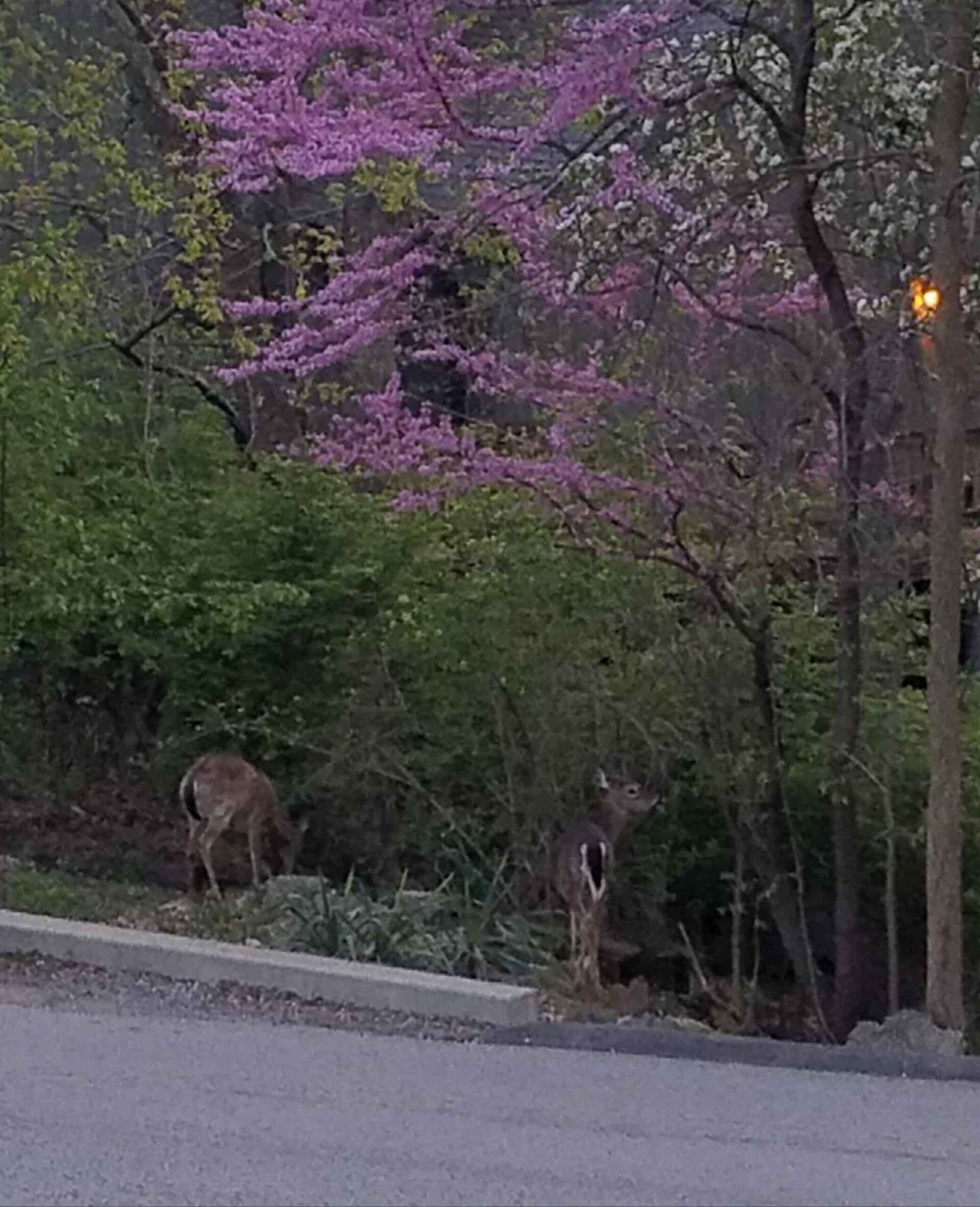 Two deer stand near bushes under blooming trees with pink flowers beside a paved parking lot. The scene appears to be during dusk, with soft natural lighting and dense greenery in the background.