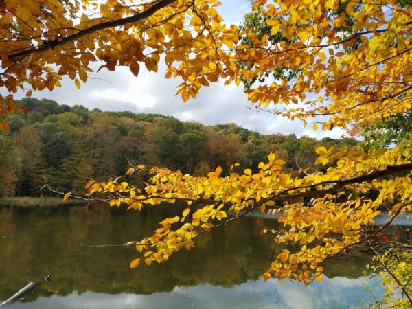 Tree branches with bright yellow autumn leaves stretch over a calm lake, reflecting the surrounding forest and partly cloudy sky. Green, yellow, and brown trees cover the hills in the background.