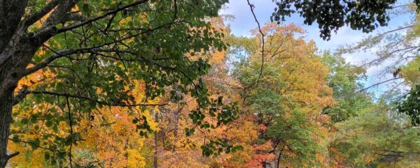 Trees with green, yellow, and orange leaves are shown against a partly cloudy sky, capturing the transition of foliage during autumn. Some branches with green leaves are visible in the foreground.