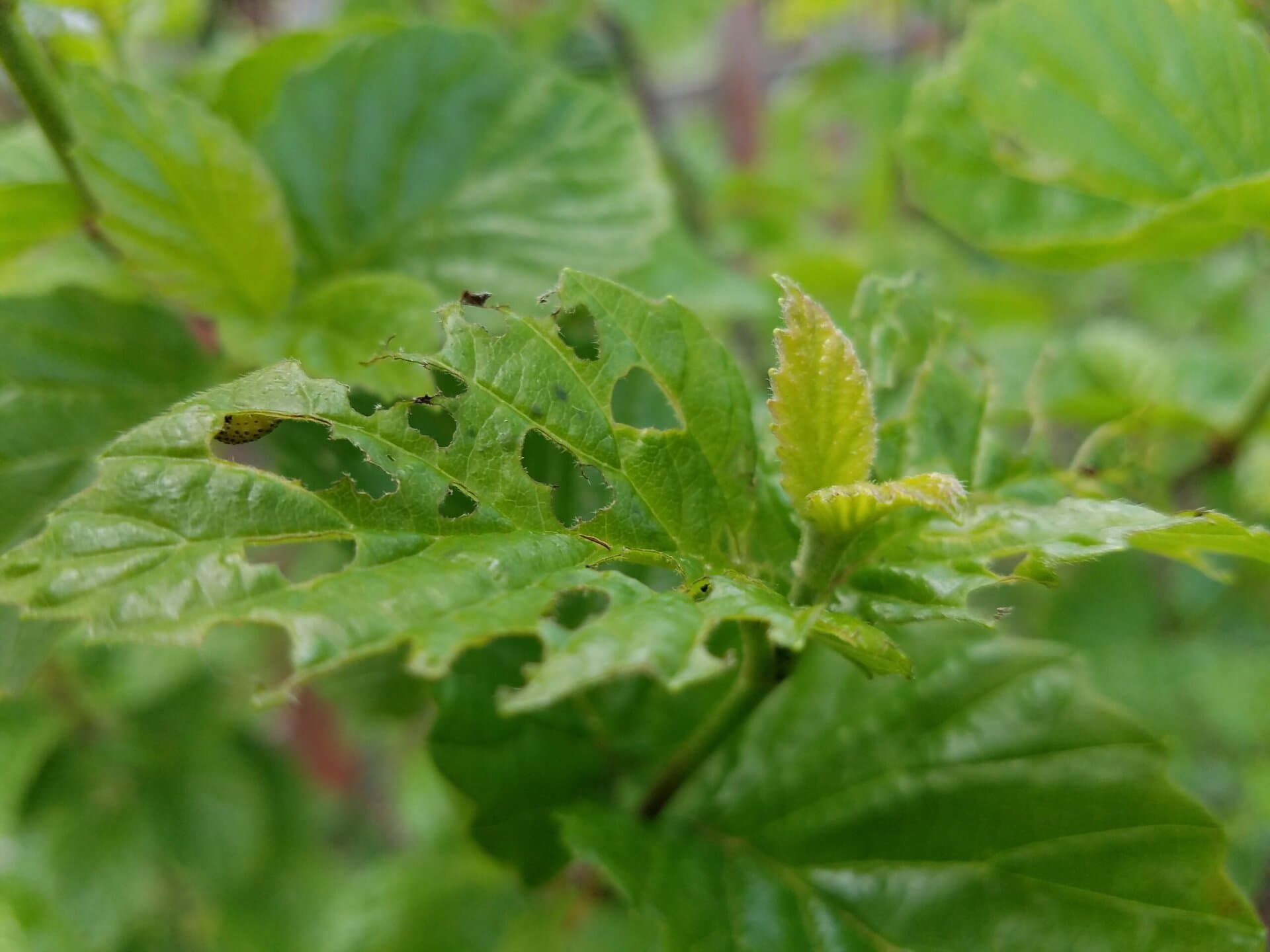 Close-up of green leaves, with one leaf showing holes and damage likely caused by insects, against a soft, blurred background of more green foliage.