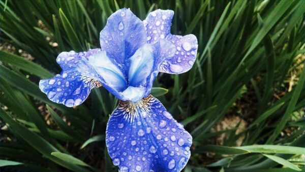A close-up of a vibrant blue iris flower covered in water droplets, surrounded by green leaves and grass in the background.