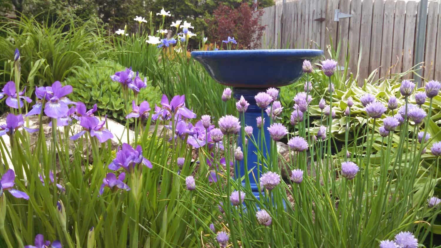 A blue birdbath stands among blooming purple flowers and green plants in a lush garden, with a wooden fence and more vegetation in the background.
