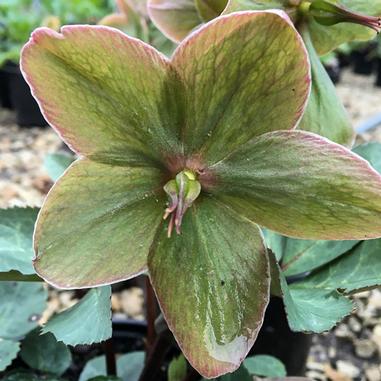 A close-up of a greenish-pink hellebore flower with five petals, surrounded by green leaves and other plants in the background. The flowers petals have subtle red edges and veins.