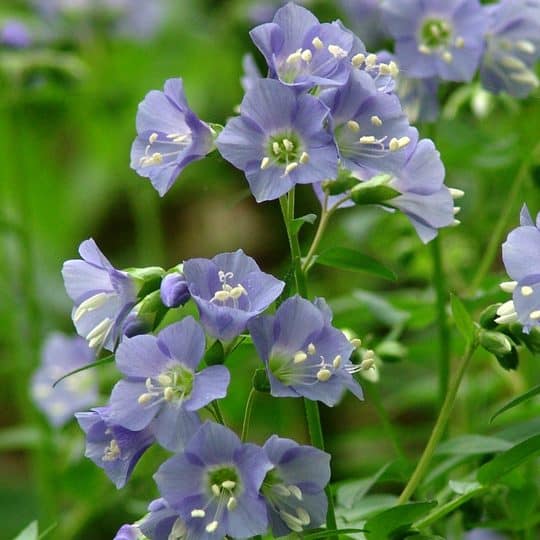 Clusters of delicate blue-violet flowers with white stamens bloom on green stems, surrounded by slender green leaves, set against a softly blurred background.