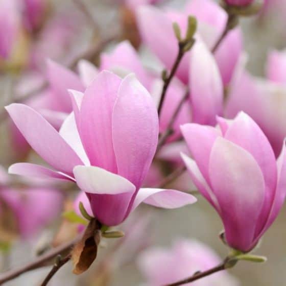 Close-up of several blooming pink magnolia flowers on branches, with soft-focus backgrounds highlighting the delicate petals and vibrant colors.