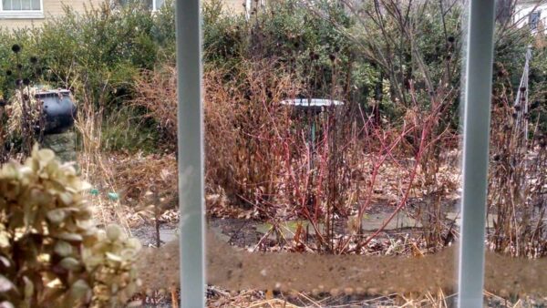 View through a rain-speckled window shows a garden with dried plants, leafless bushes, and overgrown pathways on a cloudy day.