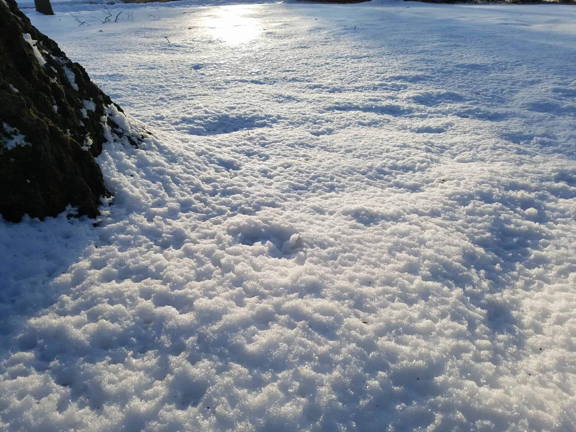 Snow covers the ground with sunlight reflecting on its surface. A shadowed tree trunk is visible to the left, and distant trees line the horizon under a bright sky.